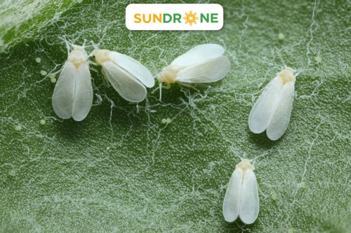 sâu bệnh hại cà chua