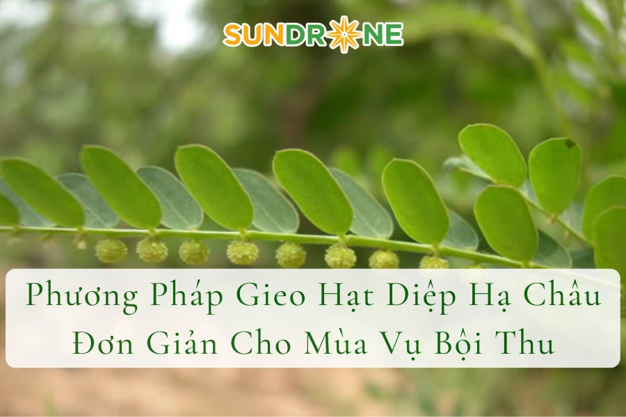Phương Pháp Gieo Hạt Diệp Hạ Châu Đơn Giản Cho Mùa Vụ Bội Thu