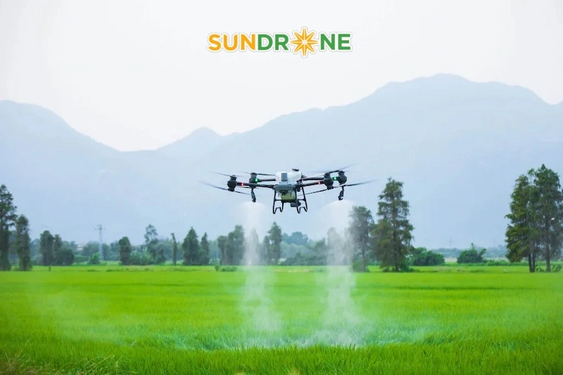 sâu phao đục bẹ