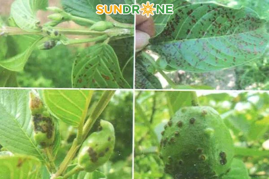 bệnh trên cây ổi