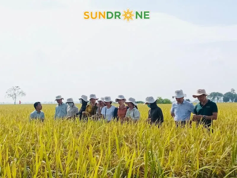 giống lúa thiên ưu 8