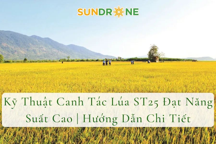 Kỹ Thuật Canh Tác Lúa ST25 Đạt Năng Suất Cao | Hướng Dẫn Chi Tiết