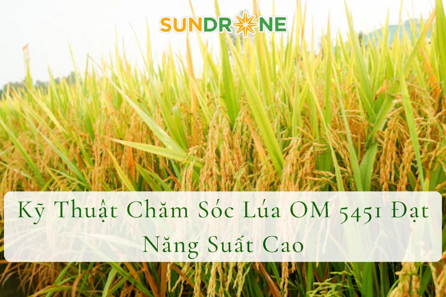 Kỹ Thuật Chăm Sóc Lúa OM 5451 Đạt Năng Suất Cao