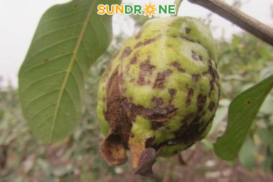 bệnh trên cây ổi