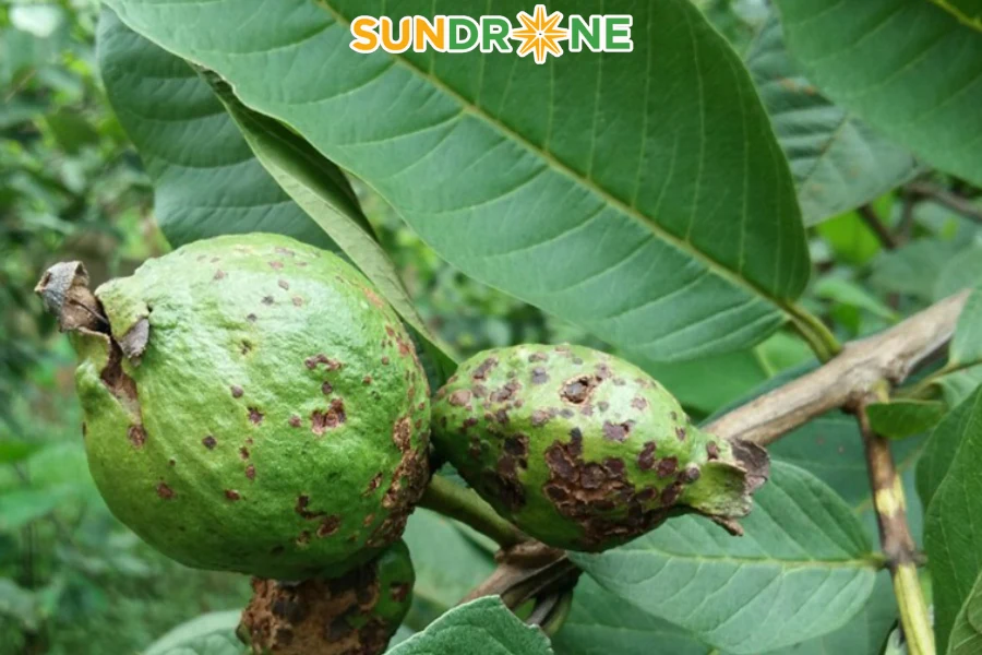 bệnh trên cây ổi