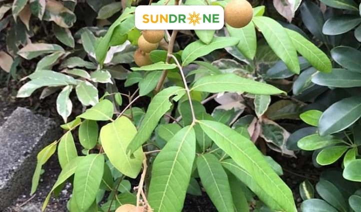 sâu bệnh hại nhãn