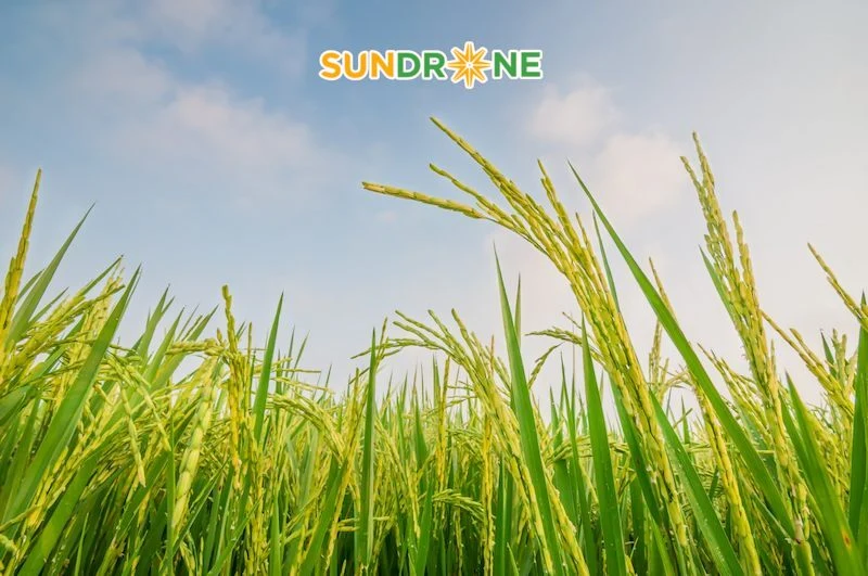 sâu phao đục bẹ