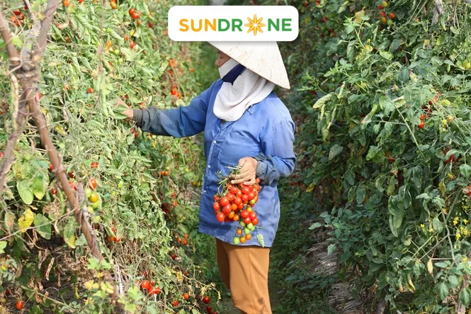sâu bệnh hại cà chua