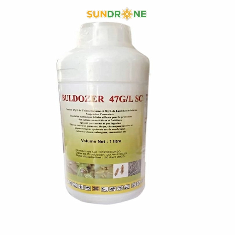 sâu phao đục bẹ
