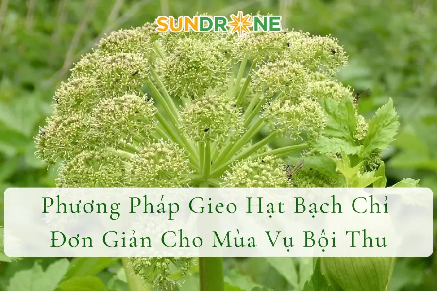 Phương Pháp Gieo Hạt Bạch Chỉ Đơn Giản Cho Mùa Vụ Bội Thu