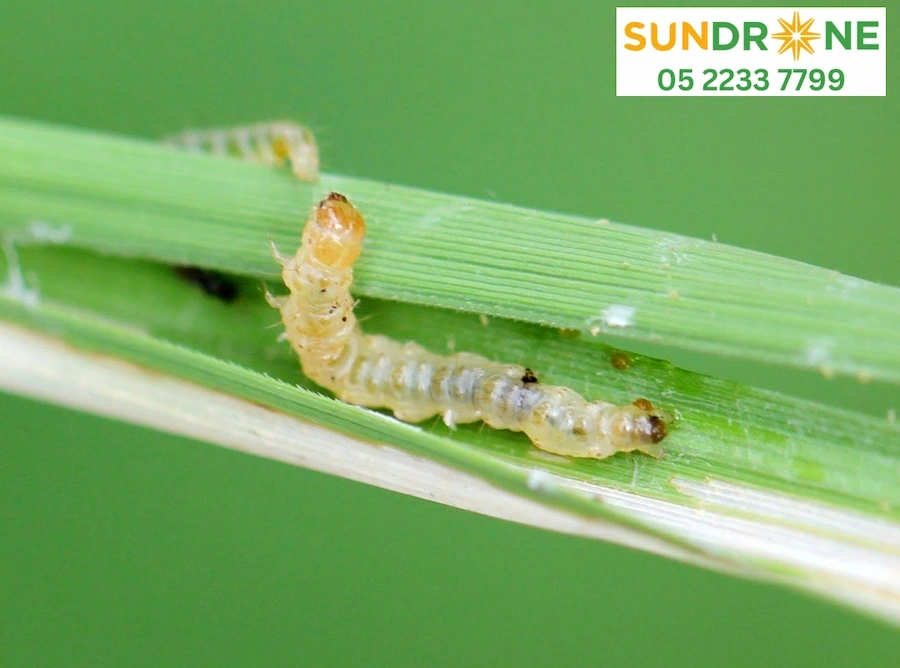 biện pháp phòng trừ sâu cuốn lá lúa loại nhỏ