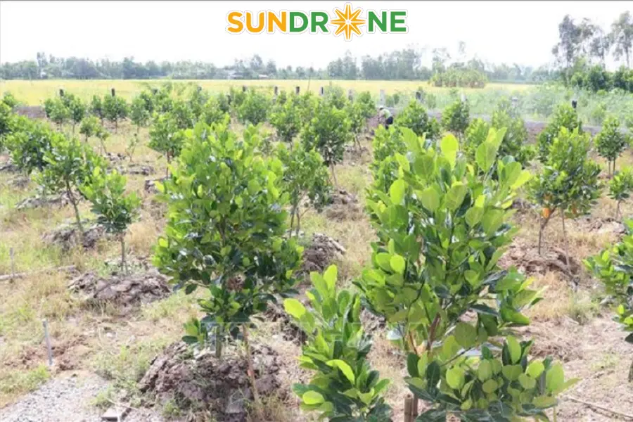 Thời điểm phun thuốc cho cây mít